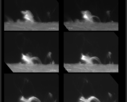 2024 05 14 | Loopentwicklung